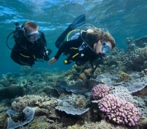 Scuba Diving - Great Barrier Reef