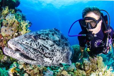 3 Nights - Fly Dive Cod Hole