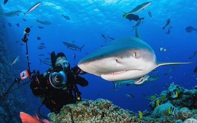 4 Nights - Fly Dive Coral Sea