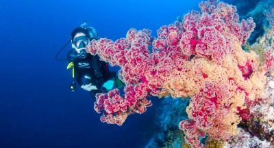 7 Nights - Coral Sea Safari