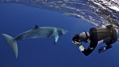 Minke Whale Expeditions