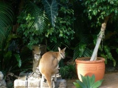 Blue Water Bed & Breakfast Cairns
